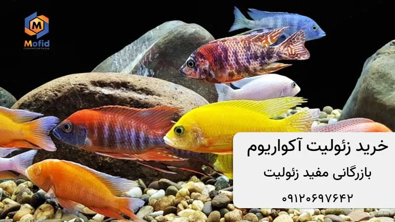 کاربردهای زئولیت آکواریوم