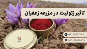 تاثیر زئولیت در مزرعه زعفران