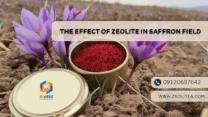 The impact of zeolite on saffron farms