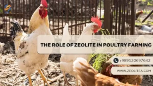 The Role of Zeolite in Poultry Farming